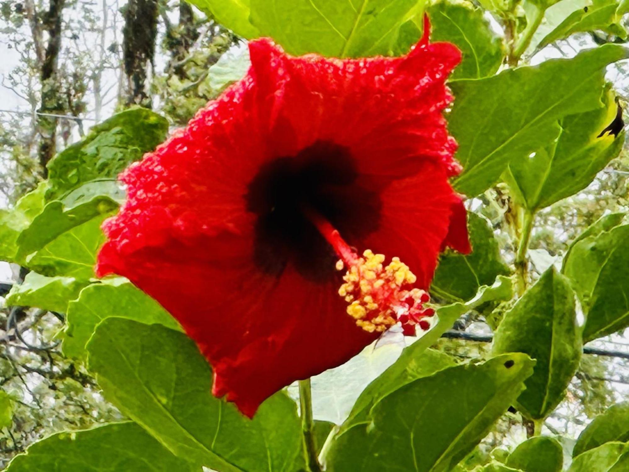 Kope Hale Farm House Near Hilo & Volcano National Park 파호아 외부 사진